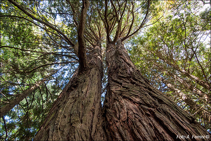 Arboreto di Vallombrosa