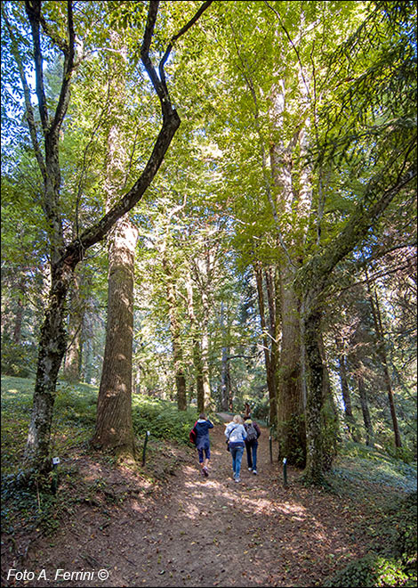 Arboreto di Vallombrosa