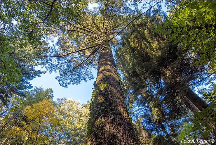 Arboreto di Vallombrosa