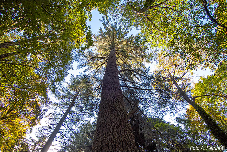 Arboreto di Vallombrosa