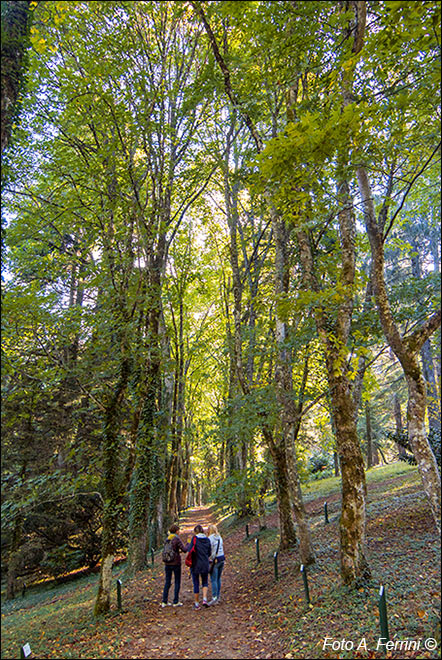 Arboreto di Vallombrosa