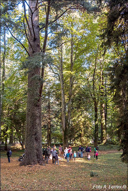 Arboreto di Vallombrosa