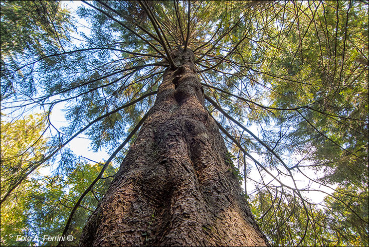 Arboreto di Vallombrosa