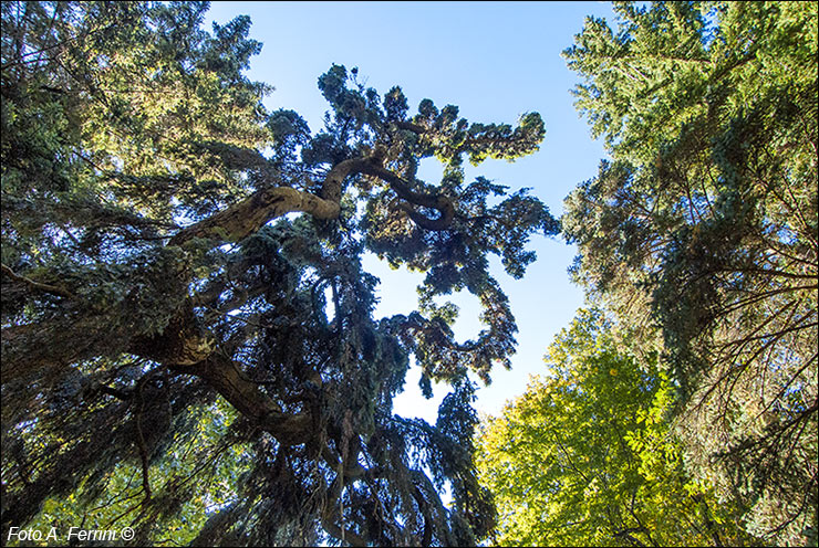 Arboreto di Vallombrosa