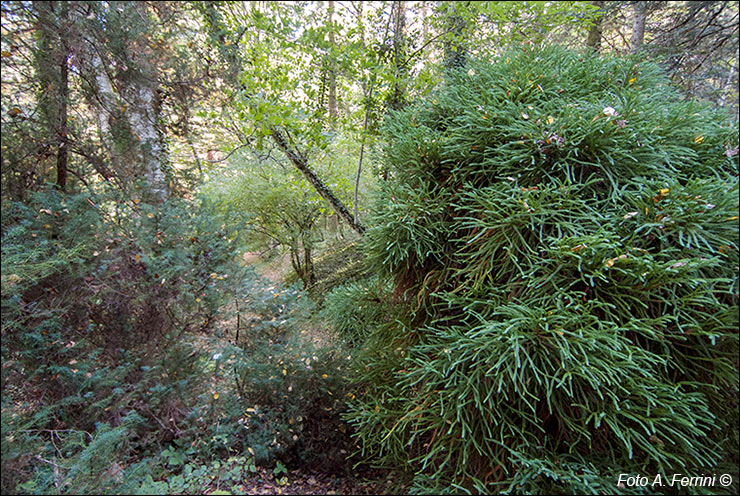 Arboreto di Vallombrosa