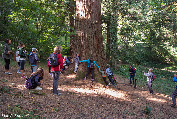 Arboreto di Vallombrosa