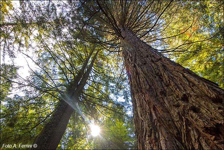 Arboreto di Vallombrosa