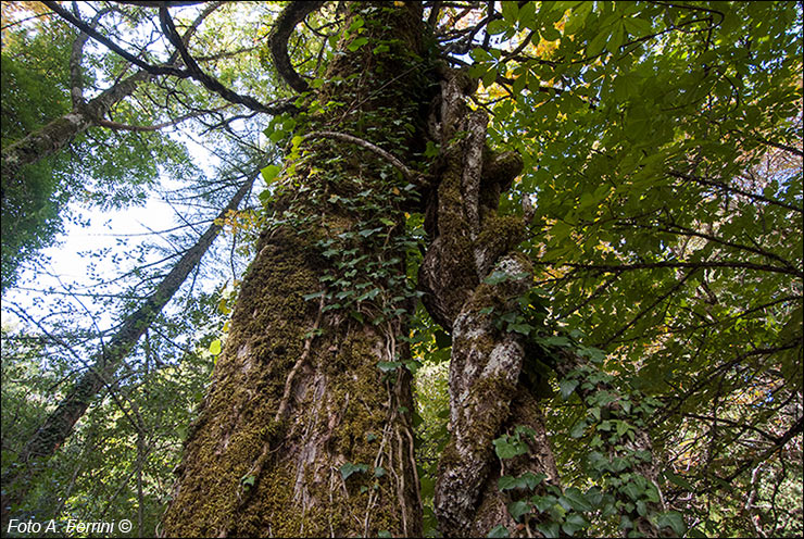 Arboreto di Vallombrosa