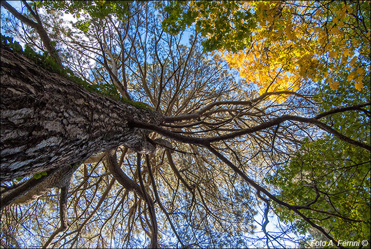 Arboreto di Vallombrosa