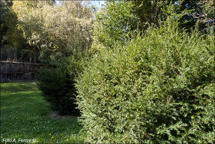 Arboreto di Vallombrosa