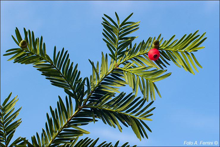 Arboreto di Vallombrosa