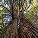 Arboreto di Vallombrosa