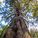 Arboreto di Vallombrosa