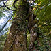 Arboreto di Vallombrosa