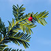 Arboreto di Vallombrosa