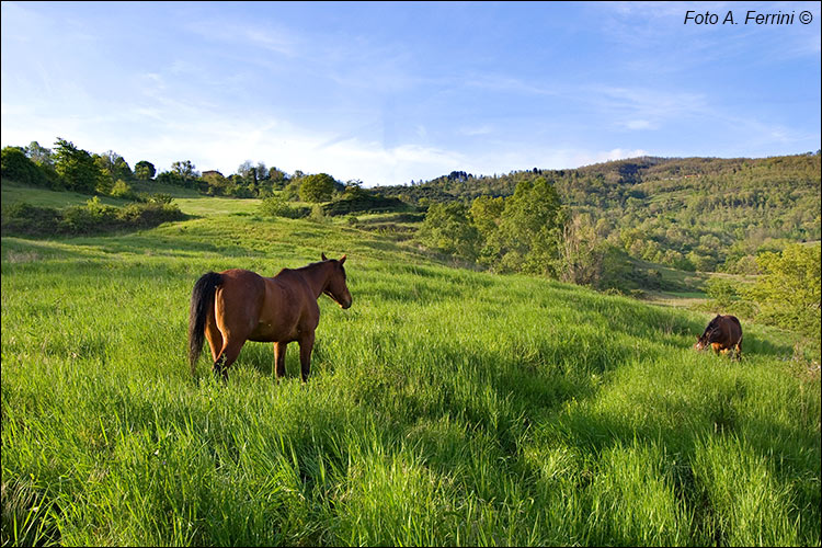 Natura a Bibbiena