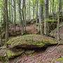 Foresta di Fiume d’Isola