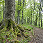 Crinale appenninico tosco-romagnolo