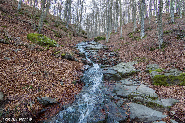 Torrente Teggina