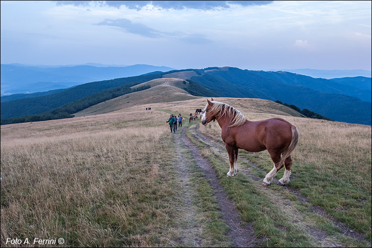 Cavalli in Pratomagno