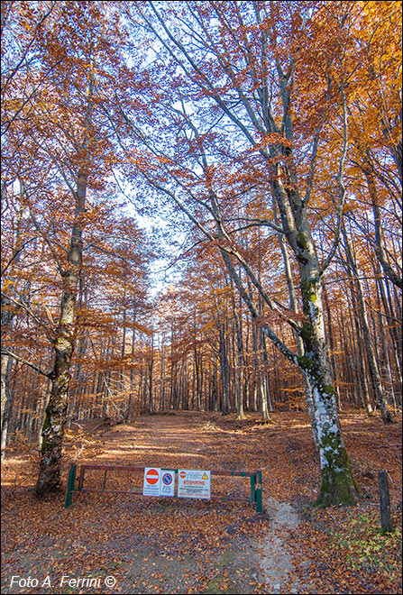 HR entra nel bosco