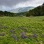 Viole del Pratomagno