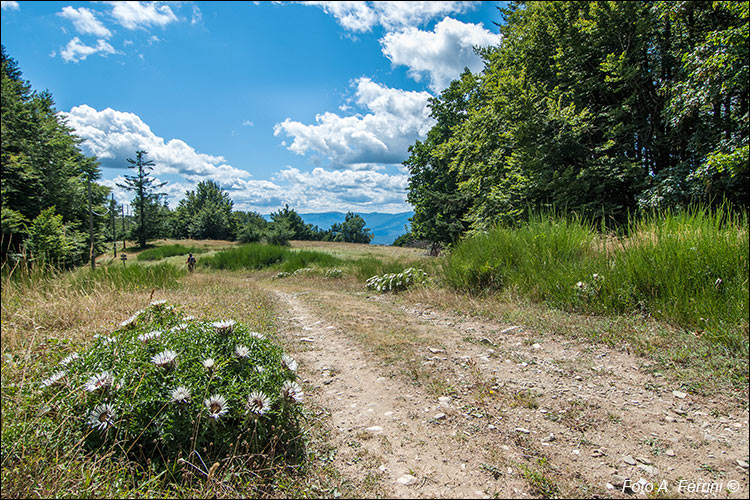 Panorama sul Casentino dal CAI 86