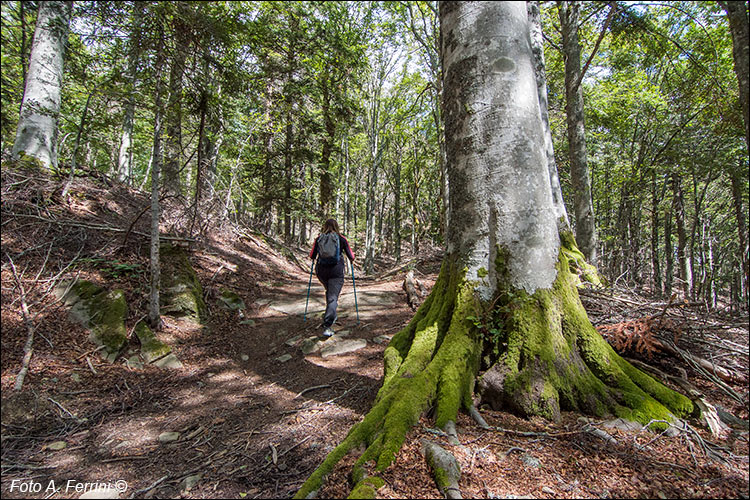 Piante monumentali nel Parco Nazionale