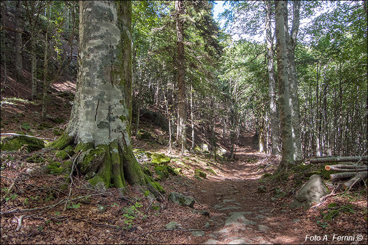 CAI 82 verso Passo alla Calla