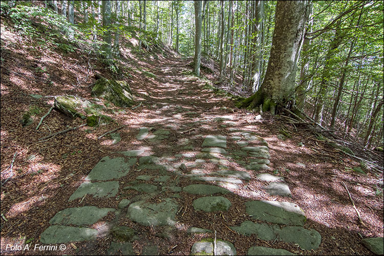 Strade selciate in foresta