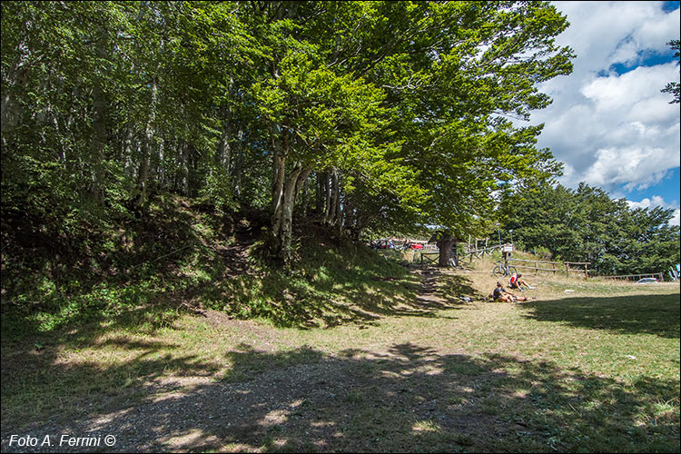 Strade selciate in foresta