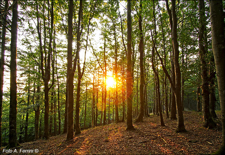 Foreste Casentinesi 