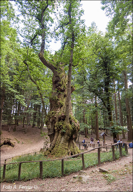 Camaldoli, il Castagno Miraglia