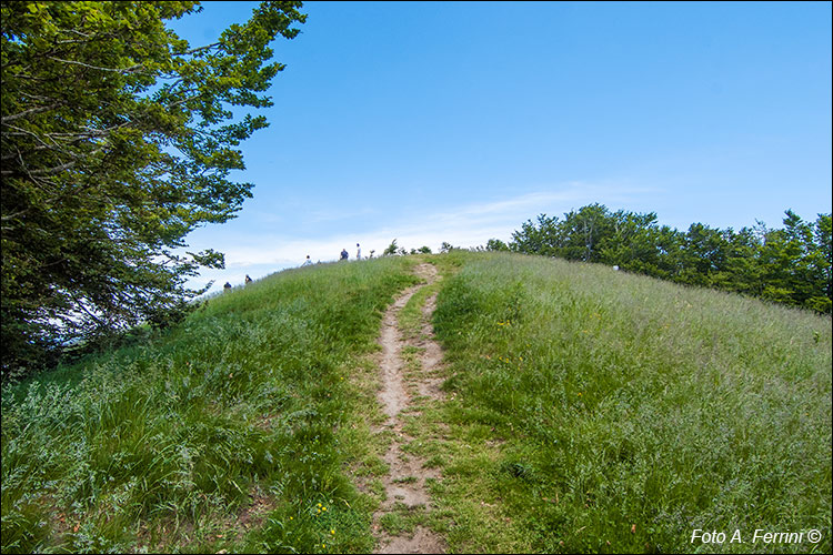 Sentiero verso Poggio Scali