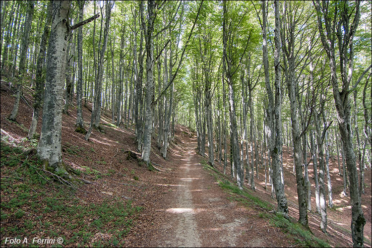 CAI 76, una Via dei Legni