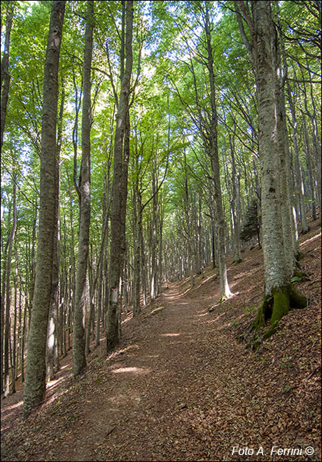 Da Campo dell’Agio a Passo dei Cerrini
