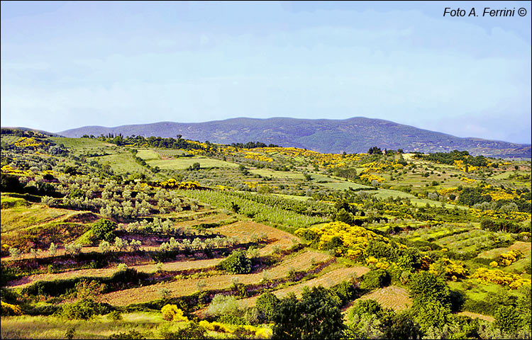 Casentino agricolo