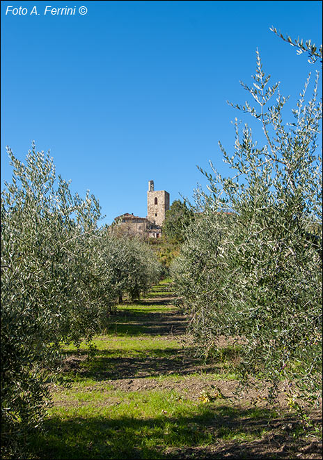 Olivi Casentino