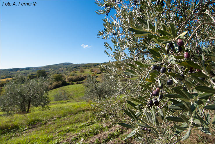 Paesaggio agricolo