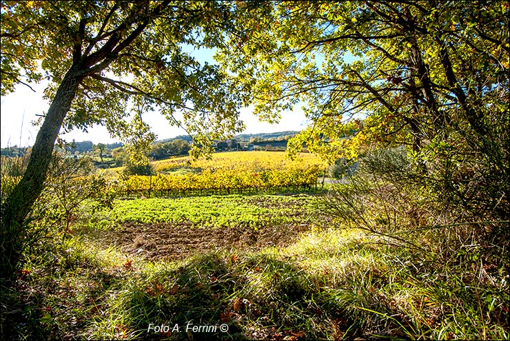 Agricoltura collinare