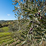 Paesaggio agricolo