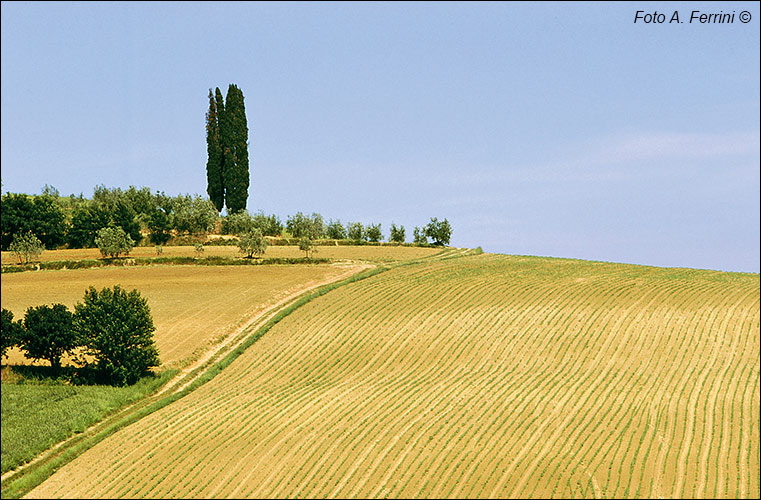 Paesaggio agricolo in Valdichiana