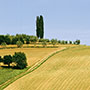 Paesaggio agricolo in Valdichiana