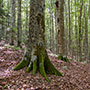 La foresta di Vallombrosa