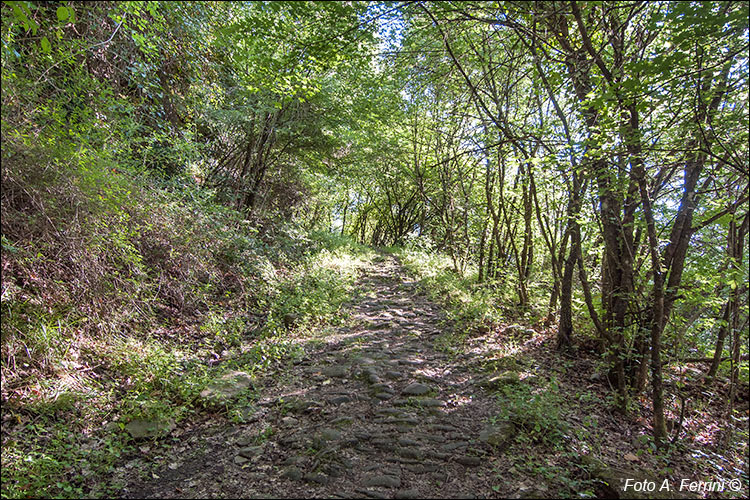 Strada per Castel San Niccolò