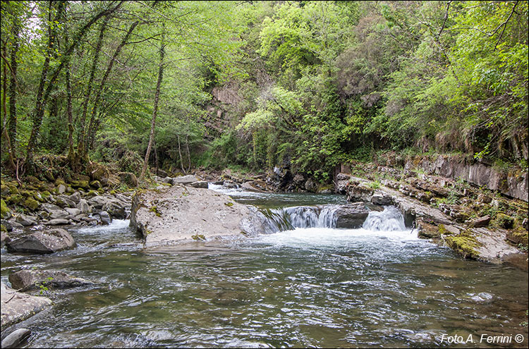 Torrente Scheggia