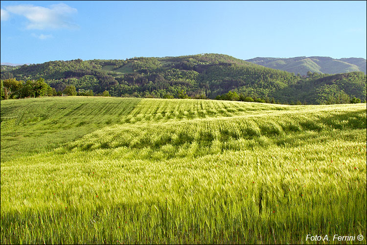 Paesaggio a Porciano