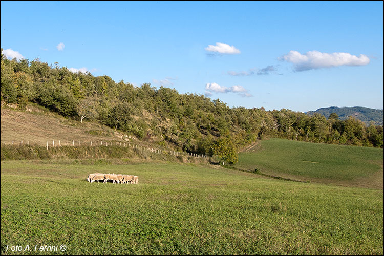 Pascoli a Porciano