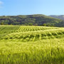 Paesaggio a Porciano