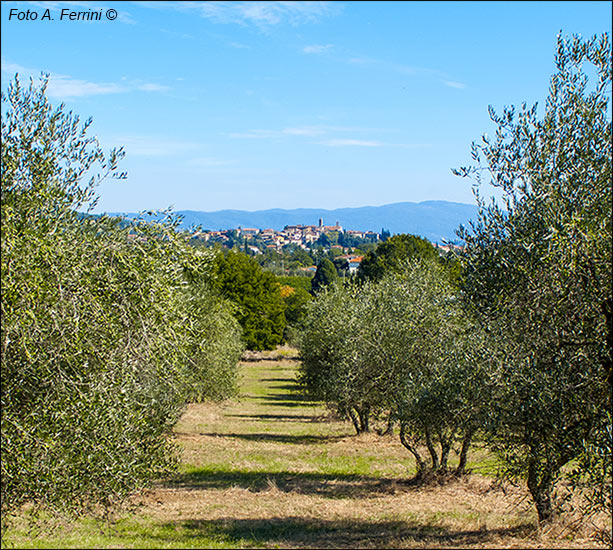 Panorama Castiglion Fibocchi